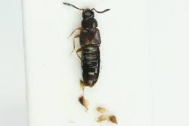 Staphylinidae) as a pest of laboratory and greenhouse colonies of the. Bold Systems Taxonomy Browser Dalotia Coriaria Species