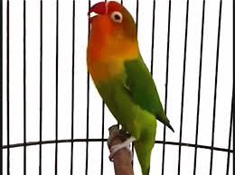 Anakan lovebird mulai tubuh bulu secara sempurni di usia 2 bulan. Ini Dia Cara Perawatan Lovebird Bakalan Biar Super Ngekek Panjang Kicau Mania Juara
