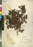 Image result for Macphersonia