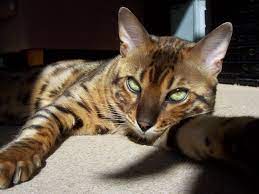 Excellent Snap Shots Bengal Cats Long Hair Thoughts Bengal Cat White Cat Breeds Cat Breeds Siamese