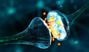 Well, what do you know? 10 Scientific Facts About Neurotransmitters That You Might Not Know Stillunfold