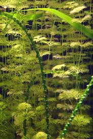 Image result for Limnophila indica