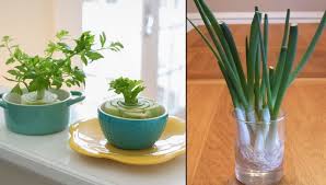 Taman di dalam rumah memberikan banyak manfaat seperti rumah terasa lebih segar dan hidup, serta memberikan keindahan secara visual. 9 Sayur Dan Bumbu Dapur Yang Bisa Ditanam Di Pot Kecil Jika Harga Pasaran Naik Tak Perlu Panik