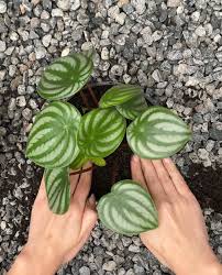 出國旅行也不怕 8步驟的自動澆水花盆安裝教學 homify in 2020 plants indoor garden succulents