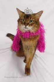 Practicing Being a Diva, on Video - Summer's Fabulous Cat Life
