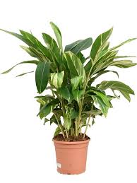 Image result for Alpinia zerumbet