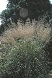 Image result for Sporobolus panicoides