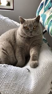 pin by patrizia formicola on elton john british shorthair spotted cat cat breeds