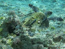 The hawksbill turtles also known as tortuga carey in spanish have co existed sharing the same man and turtle habitat. Hawksbill Turtle Noaa Fisheries