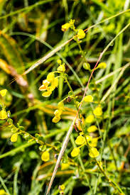 Image result for Tinnea galpinii