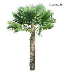 Windmill Palm Tree Winter Palm Hearty To 10 Degrees Cold Hardy Palm Trees Tropical Landscaping Palm Trees For Sale