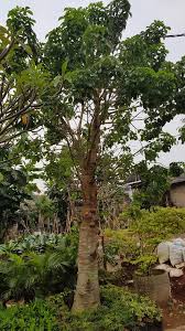 Pohon Baobab Kaki Gajah Harga Masig Dipikirkan Karena Jarang Yang Punya Heheee Pohon Tanaman Gajah