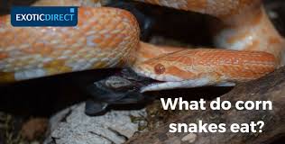 Feeding Corn Snakes Exoticdirect