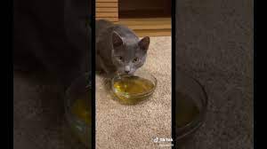 Cat Gets Z00ted Off Catnip Tea Hilarious Tik Tok Youtube