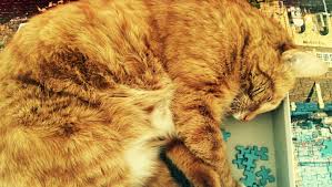 These furry felines lounging around might reflect what you have looked like during quarantine. 5 Cat Jigsaw Puzzles We Really Want To Complete This Holiday Cattime