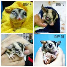 Sugar Glider Pipi Bengkak Apa Yang Perlu Anda Lakukan Sugarcavie