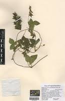 Image result for Rhynchosia usambarensis