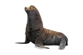 Canalfront hudson home with private dock and yard. California Sea Lion Noaa Fisheries