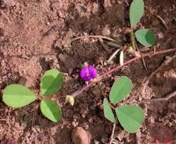 Image result for Grona triflora