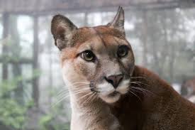 Research and shop all the latest gear from the world of fashion, sport, and everywhere in between. Puma Animal Wallpapers Wallpaper Cave