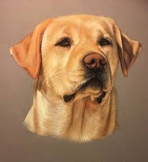 Labrador Pastel Portrait Au Pastel De Labrador Dessin Realiste Sur Commande Labrador Labradorlove Retriever Dogport Dessin Chien Portraits De Chiens Chiot