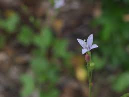 Image result for Kohautia