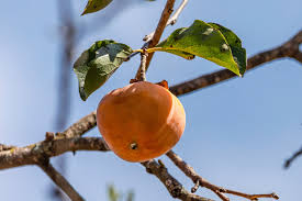 Image result for Manilkara kauki