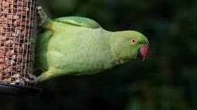 Image result for can you give parakeets wild bird food