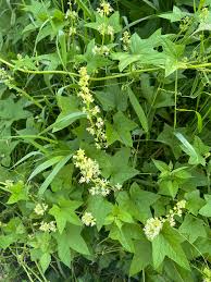 Image result for Galium scabrellum