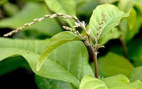 Image result for Petiveria alliacea