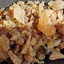 Image result for Hirtella zanzibarica