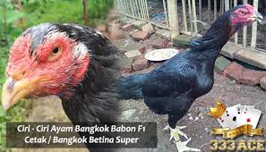 Ciri Ciri Ayam Bangkok Babon F1 Cetak Bangkok Betina Super Babon Betina Ternak Ayam