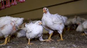 Comment tuer un coq sans le faire souffrir. Poulet Wikipedia