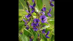 Image result for Bolusanthus