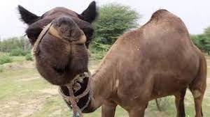 Jung paper wala choor sala hai or insan ki aulad maluoom nahi hota hai. à¤¯ à¤² à¤— à¤Š à¤Ÿ à¤• à¤• à¤¸ à¤ª à¤²à¤¤ à¤¹ How Do These People Maintain Camels Youtube