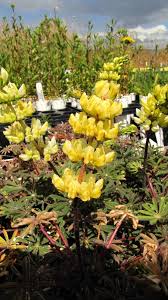 Image result for Lupinus mexicanus