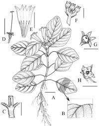 Image result for Diclis