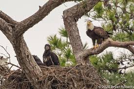 Covered in dark feathers initially, they don't obtain their. Active Bald Eagle Nest In Tomball Garners Attention