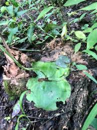 Image result for Habenaria subarmata