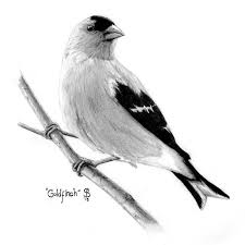 I start with a graphite pencil sketch. Pencil Drawings Bird Drawings Bird Pencil Drawing Bird Sketch