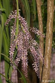Image result for Cordyline stricta