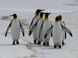 Emperor Penguins Marching Towards Extinction In A Warming