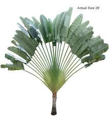 Ravenala Madagascariensis Travelers Palm Vs Bird Of Paradise Travelers Palm Tree Ravenala Madagascariensis Large Travellers Palm Budget Backyard Palm Trees