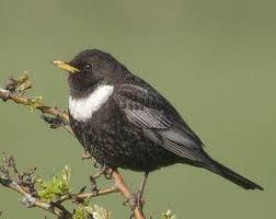 Black Bird With White Ring Around Neck 