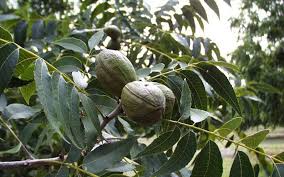 The medlar fruit tree was an unknown fruit in georgia until recently, when the nursery an ty ty, ga., introduced four new medlar tree cultivars that bear fruit the very first year of planting. Fruit Tree Gardening In The Panhandle