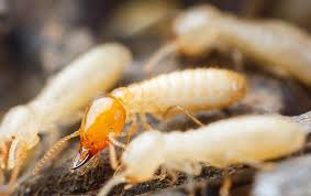 Termites are eusocial insects that are classified at the taxonomic rank of infraorder isoptera, or as epifamily termitoidae within the order blattodea (along with cockroaches). Blog What Do Termites Look Like