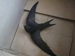 Результат пошуку зображень за запитом "стриж"