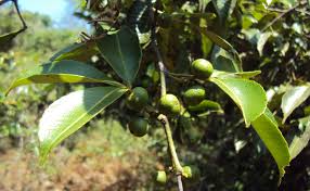 Image result for Toddalia