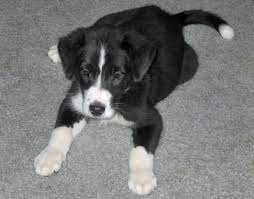 Sadie Grace The Border Collie Mix Border Collie Mix Puppies Beagle Mix Puppies Border Collie Lab Mix