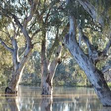 Image result for Eucalyptus camaldulensis
